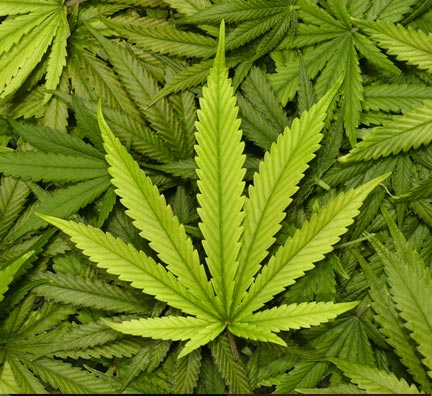Cannabis Cultivation Contaminants Photochemical Derivatization - Pickering