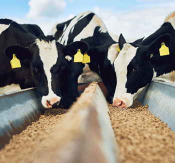 Cows eating grain